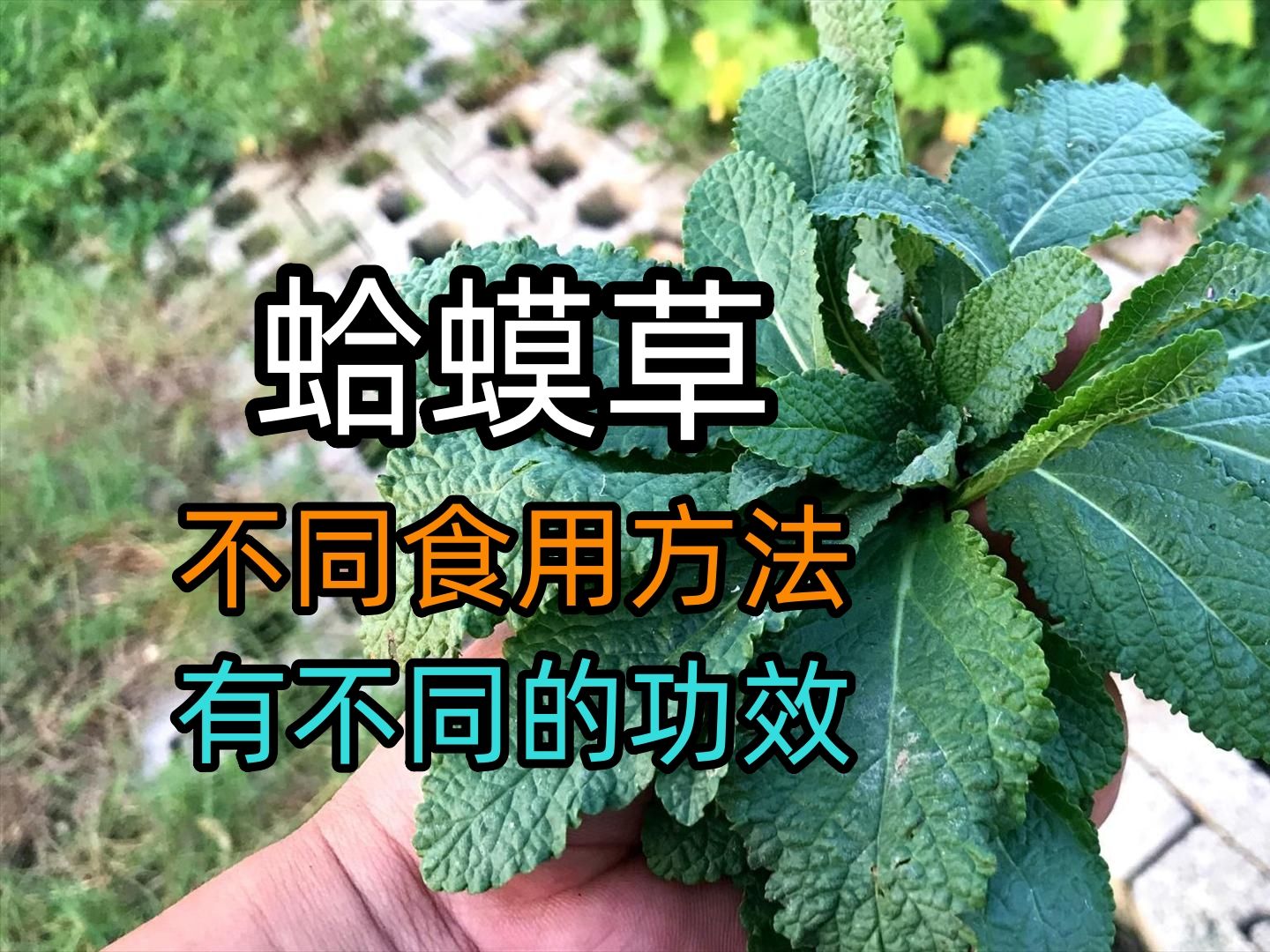 蛤蟆草的功效:多种食用方法,及不适宜人群哔哩哔哩bilibili