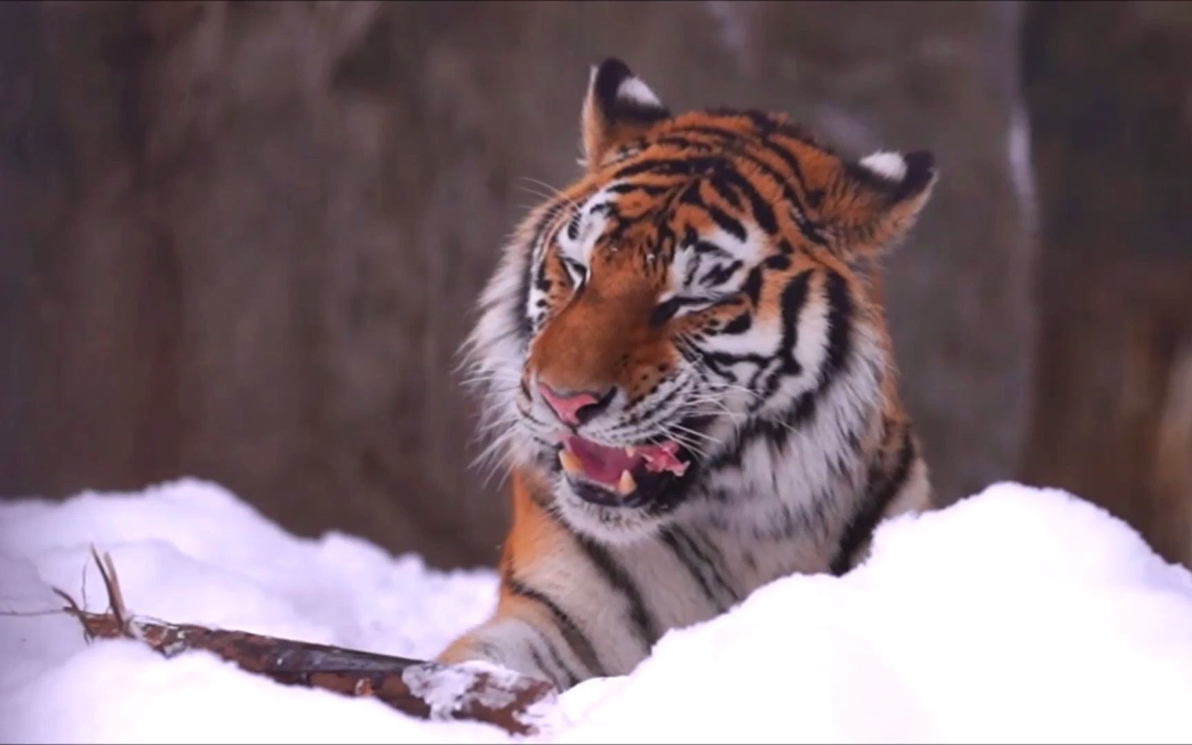 旭山动物园 嚼骨头的老虎