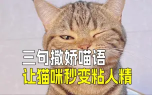 Video herunterladen: 3句撒娇猫语♋️，猫咪立马变成粘人精❗️