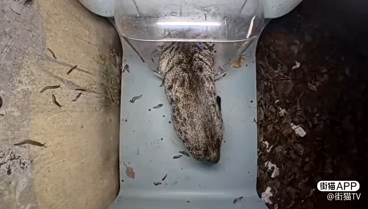 爱猫tv蛞蝓之灾