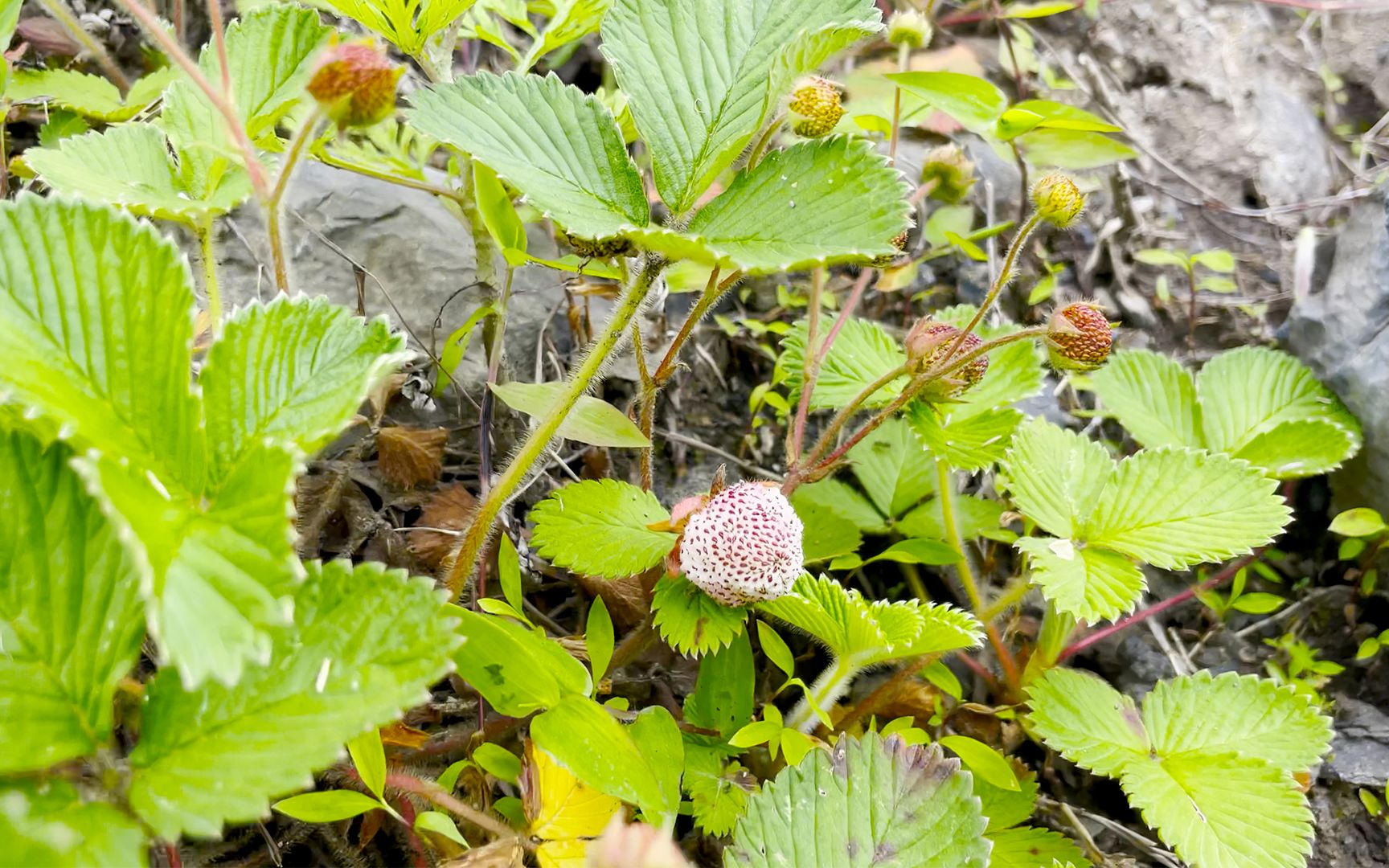 高山白草莓,一抓一大把,味道好极了