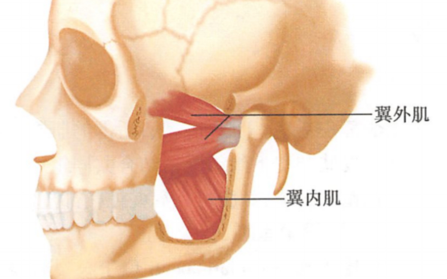 翼内肌与翼外肌的位置与功能