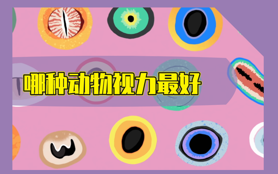 【scishow |中英】哪种动物视力最好?