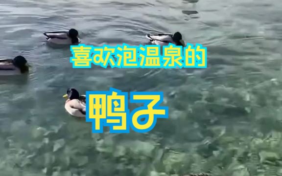 喜欢泡温泉的鸭子,指定好吃哔哩哔哩bilibili