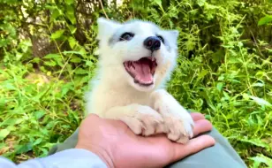 下载视频: 在我的悉心照料下，小狐狸🦊奇迹般的长大了，而且非常漂亮和乖巧。