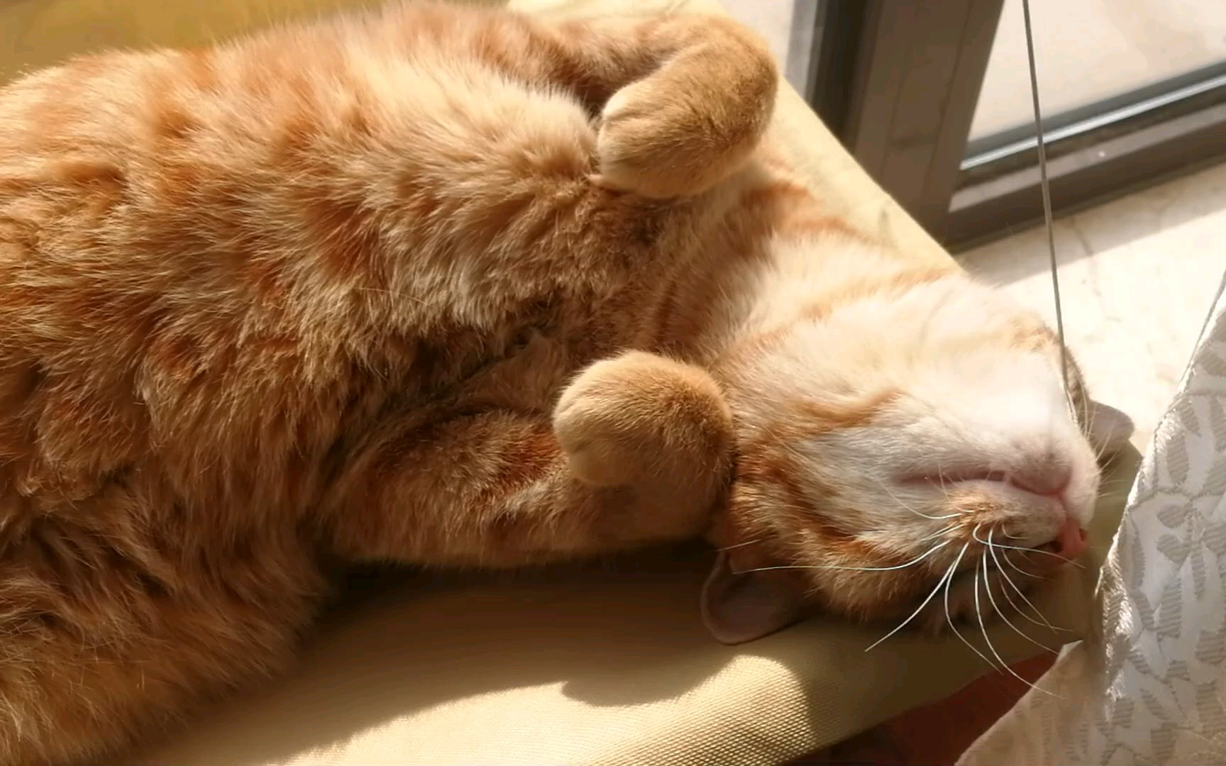 晒太阳的橘猫妹妹