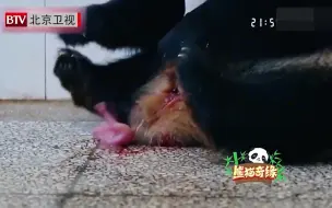 Download Video: 熊猫奇缘：熊猫妈妈生产，没想到是双胞胎，饲养员立马拿走一只