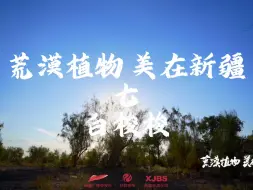 Download Video: 【荒漠植物 美在新疆】感受荒漠植物白梭梭的坚韧之美