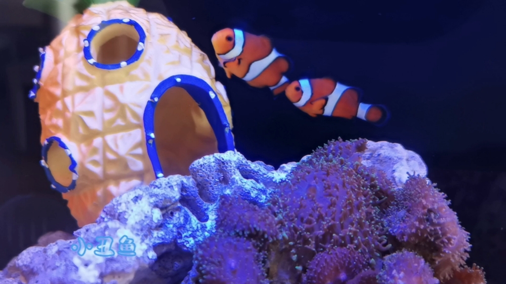 小丑鱼 海缸