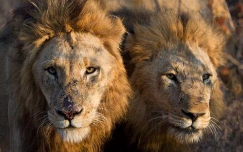 保卫者雄狮联盟击败塞拉提联盟并杀掉奥特瓦狮群幼崽