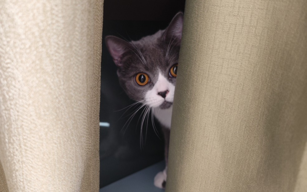 暗中观察的小猫咪