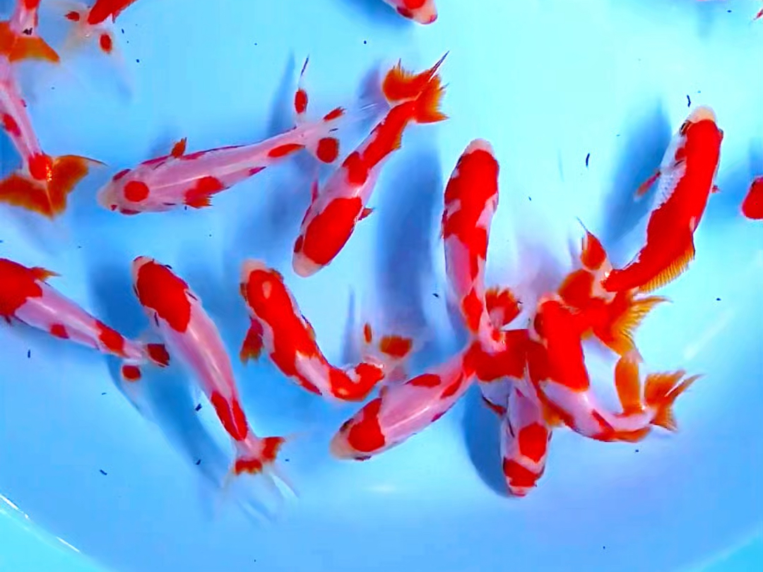 长尾更紗和金金鱼,当岁滴逸品国风观赏鱼.