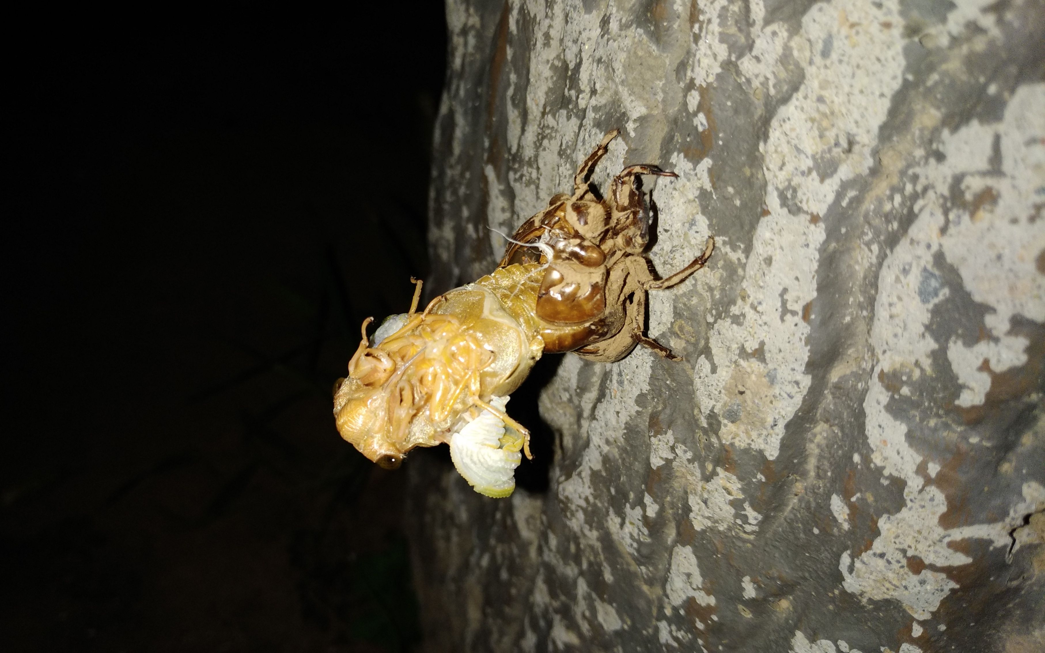 晚上去公园遛弯碰到一只在垃圾桶上蜕壳的蝉