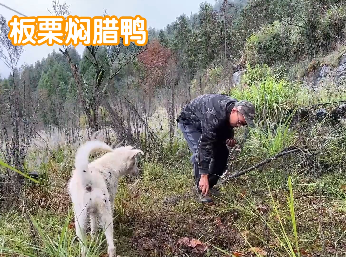 板栗焖腊鸭,进山找枞菌还没生,捡点板栗焖腊鸭也挺不错哔哩哔哩bilibili