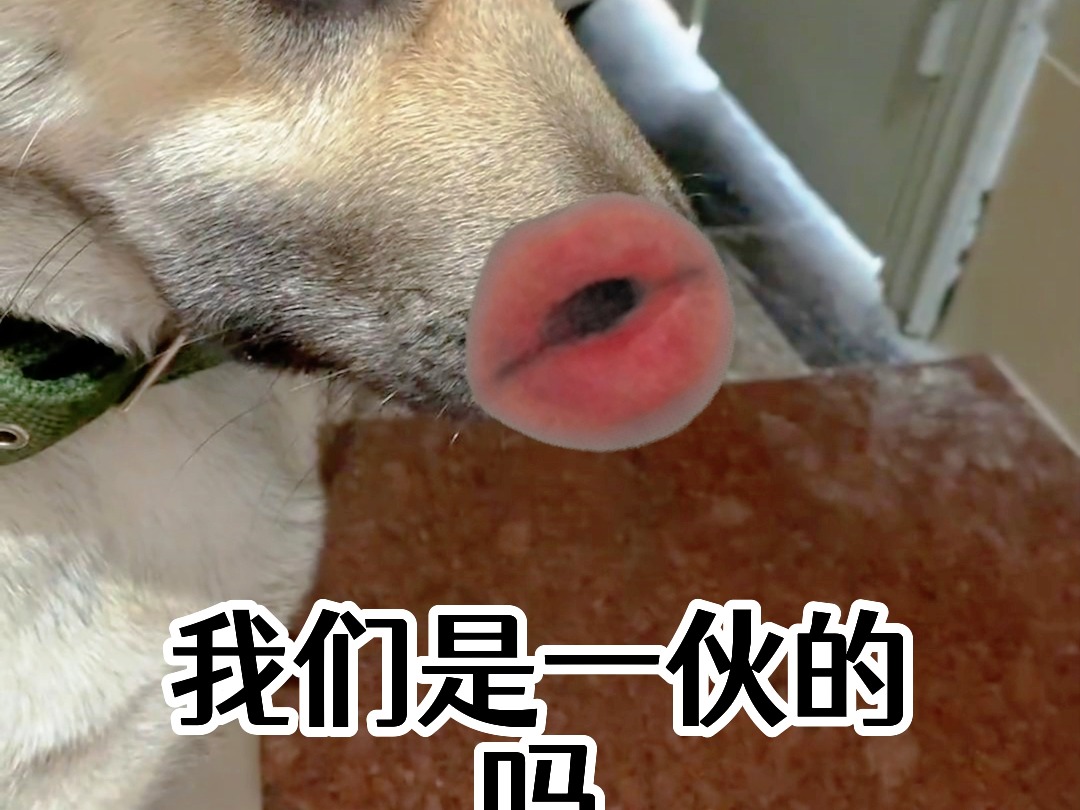 超级侦探?认真办案?