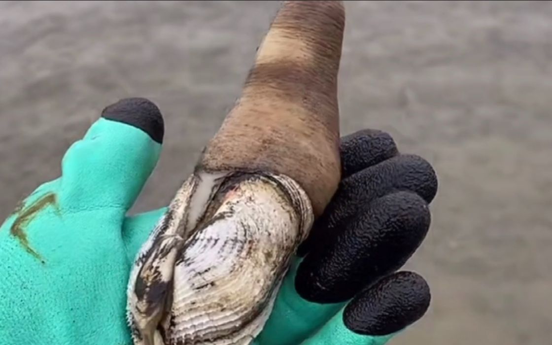 海边退大潮,三阳来挖象拔蚌,被海浪冲上来的黄蛤蜊捡到手软!