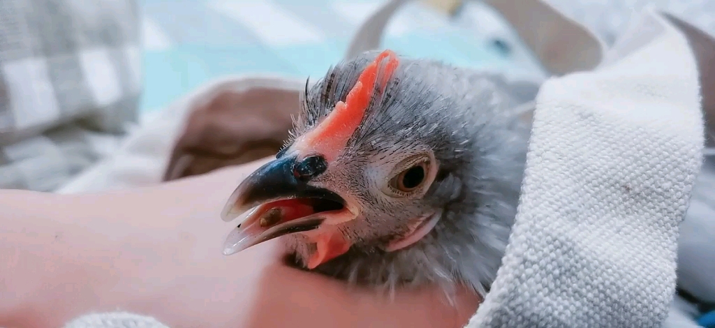 坨鸡的舌头变成了面包虫