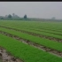 水稻是怎样旱育秧的？