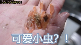 自制字幕 海鲜小哥金子 寄生虫放进油里炸 隔壁小孩都馋哭了 哔哩哔哩 つロ干杯 Bilibili