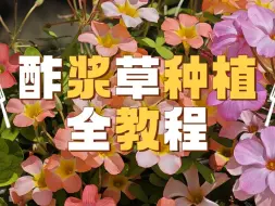 Download Video: 超！详细酢浆草种植教程！