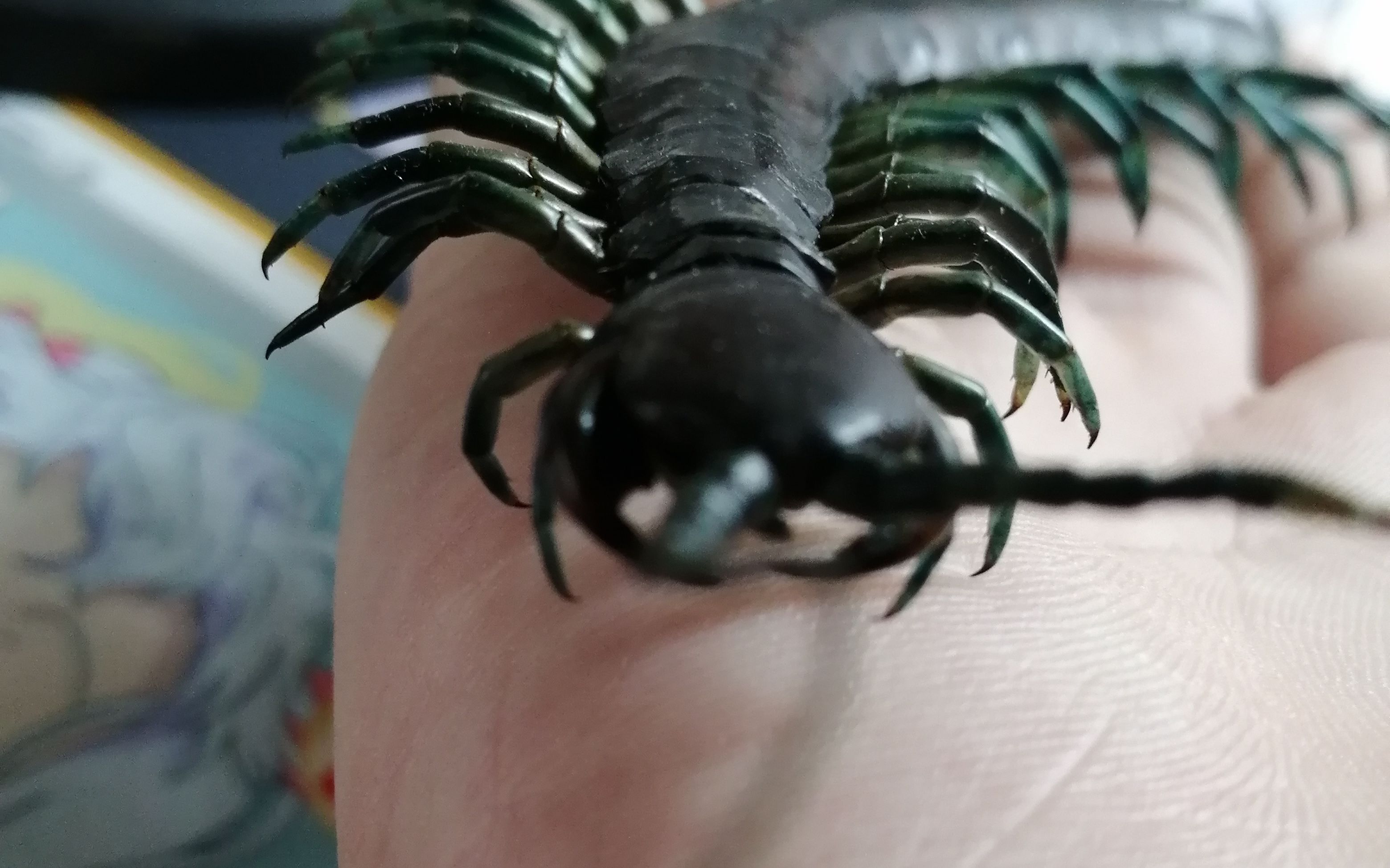 不平凡1让蜈蚣爬到手上且不能伤害你蜈蚣标本制作