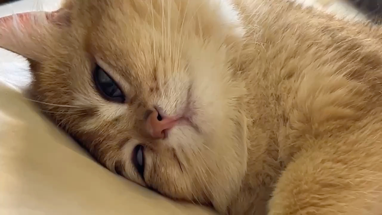 真的有睁着眼睛睡觉的小猫咪嘛