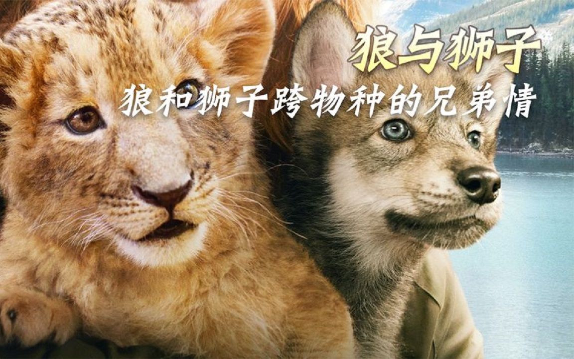 狼与狮子跨越物种的兄弟情