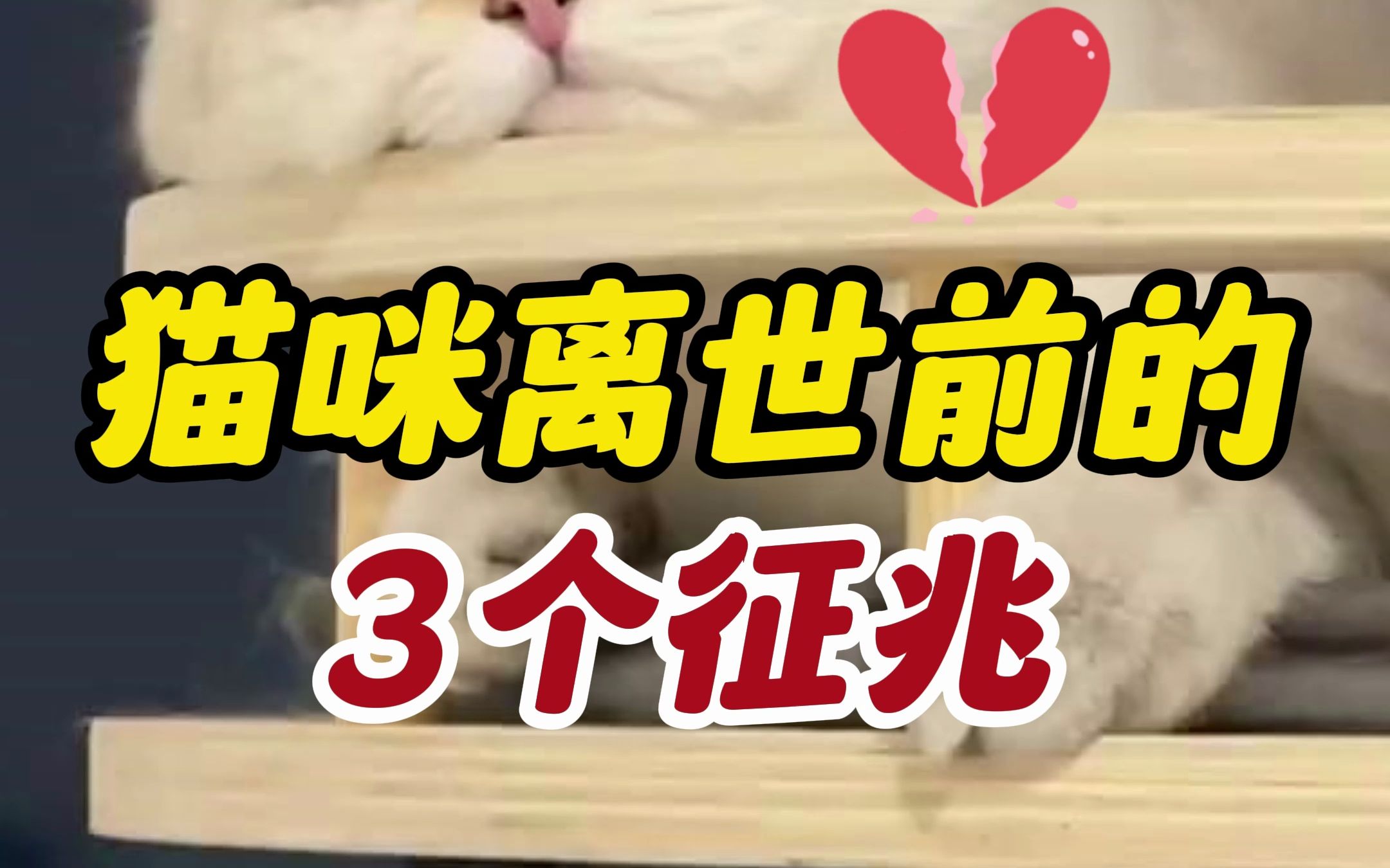 猫咪去世前的3个征兆哔哩哔哩bilibili