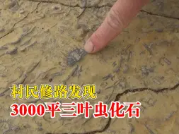 下载视频: 村民修路发现3000平三叶虫化石：这么大面积很罕见