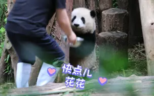 Скачать видео: 谭爷爷出来接花花回去做检查，花花太费爷爷了，爷爷的耐心太好了，千呼万唤外加小果果终于哄回了家！【大熊猫和花 】