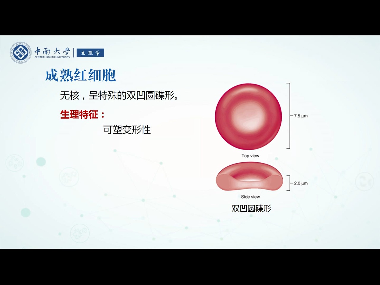 3.1]--3.3 红细胞的生理特性