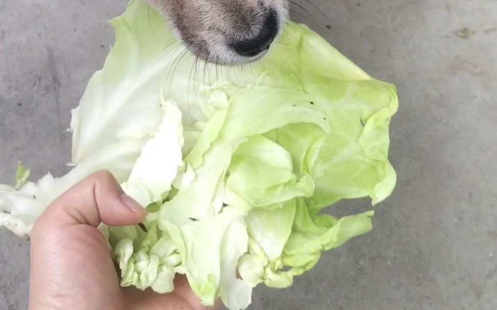 狗狗怪癖之爱吃卷心菜
