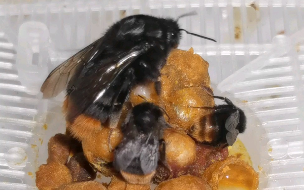 红光熊蜂和它新出房的小工蜂