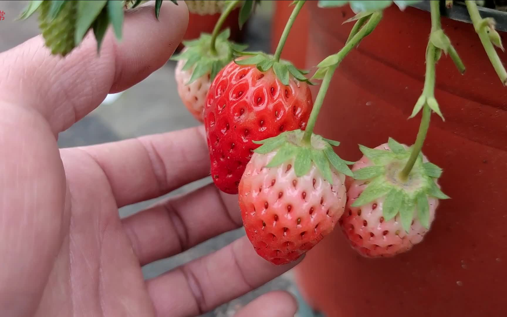 种植草莓春天花果第177天多种隋珠草莓久香草莓可以吃更多果子