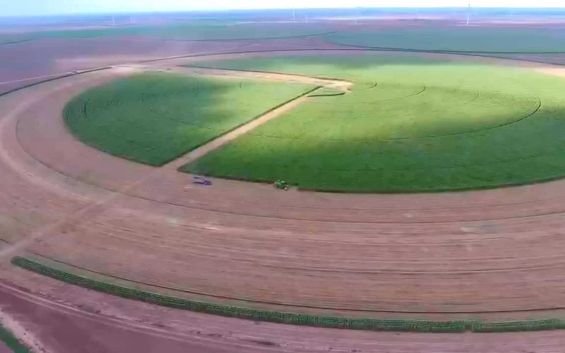 圆形青贮玉米农场,跑一圈能喂好多牛