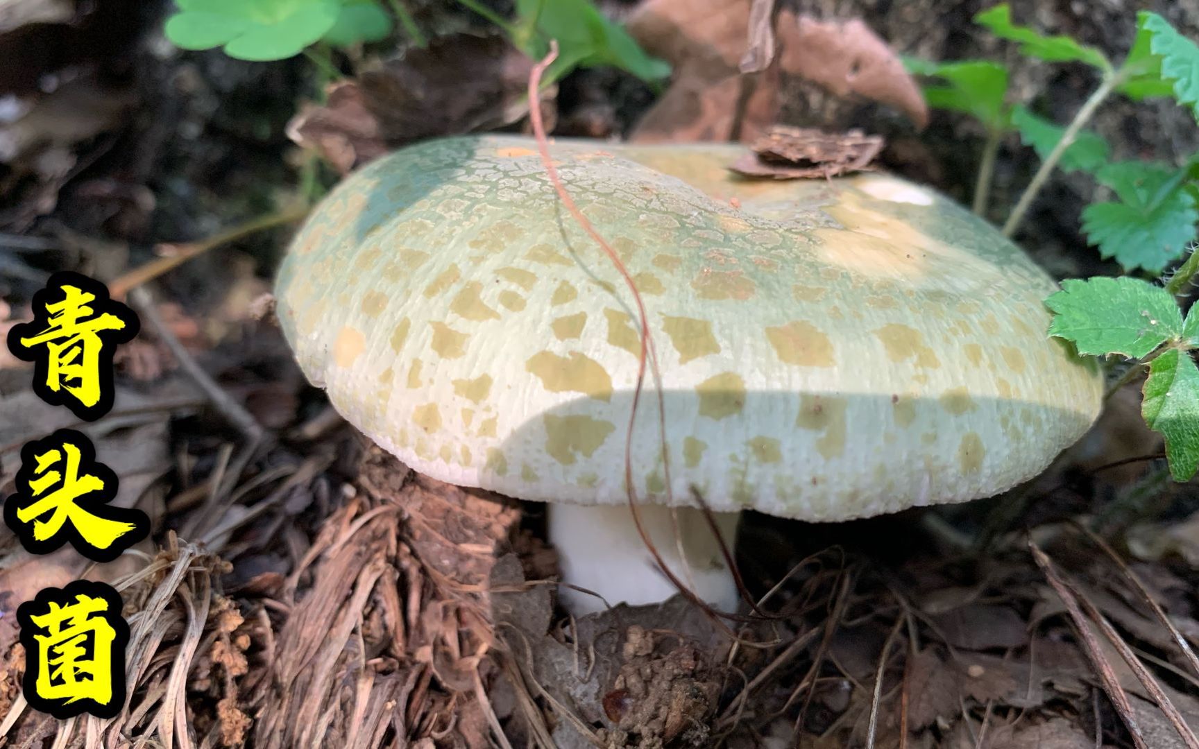 长白山林区采蘑菇是一种怎样的体验?