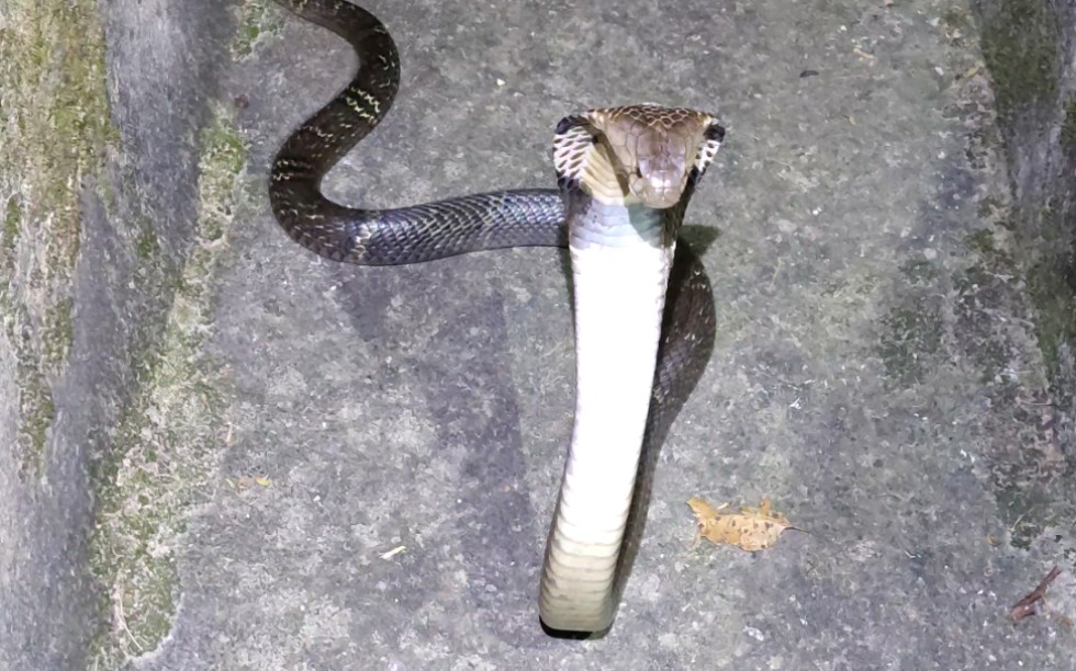 凶悍舟山眼镜蛇