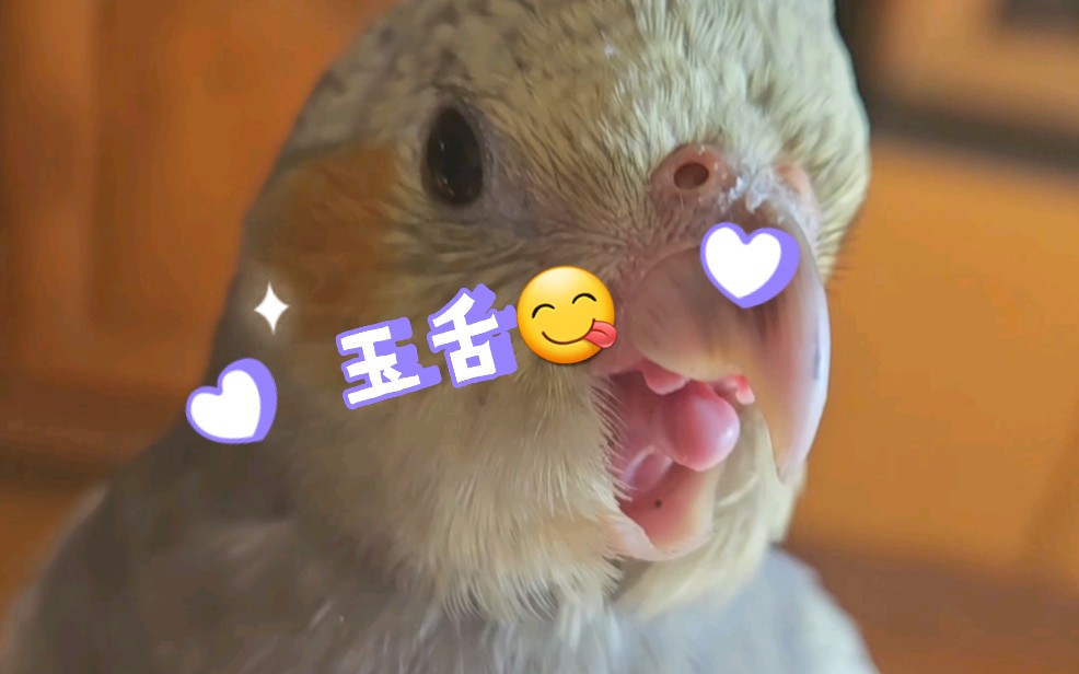 【玄凤鹦鹉】小舌头嘿嘿嘿,舌吻一下嘿嘿嘿