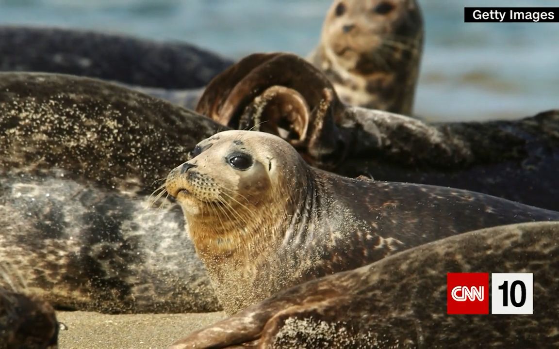 【中英字幕】拯救濒危海豹 CNN 10 学生英语听力 20.03.06（无字+中英双字）