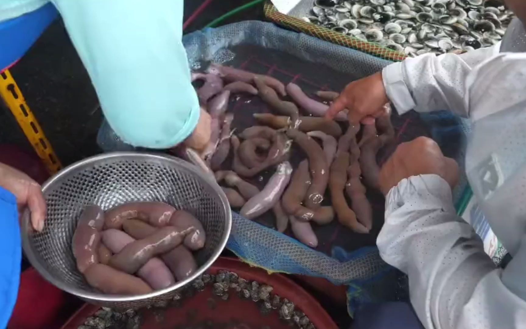 世界上最贵的海虫,你吃过吗?