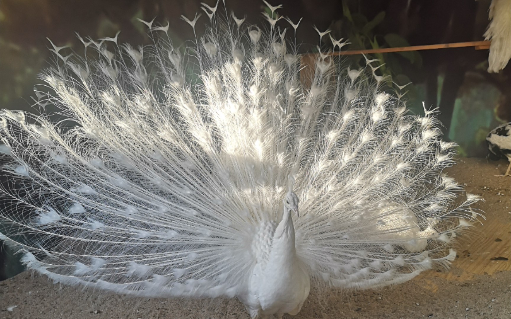 蓝孔雀:既然要追求刺激,那不如就彻底一点白孔雀:你好骚啊_哔哩哔哩