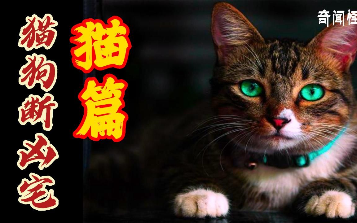 [图]猫狗断凶宅-猫篇丨奇闻异事丨民间故事丨恐怖故事丨鬼怪故事丨灵异事件丨