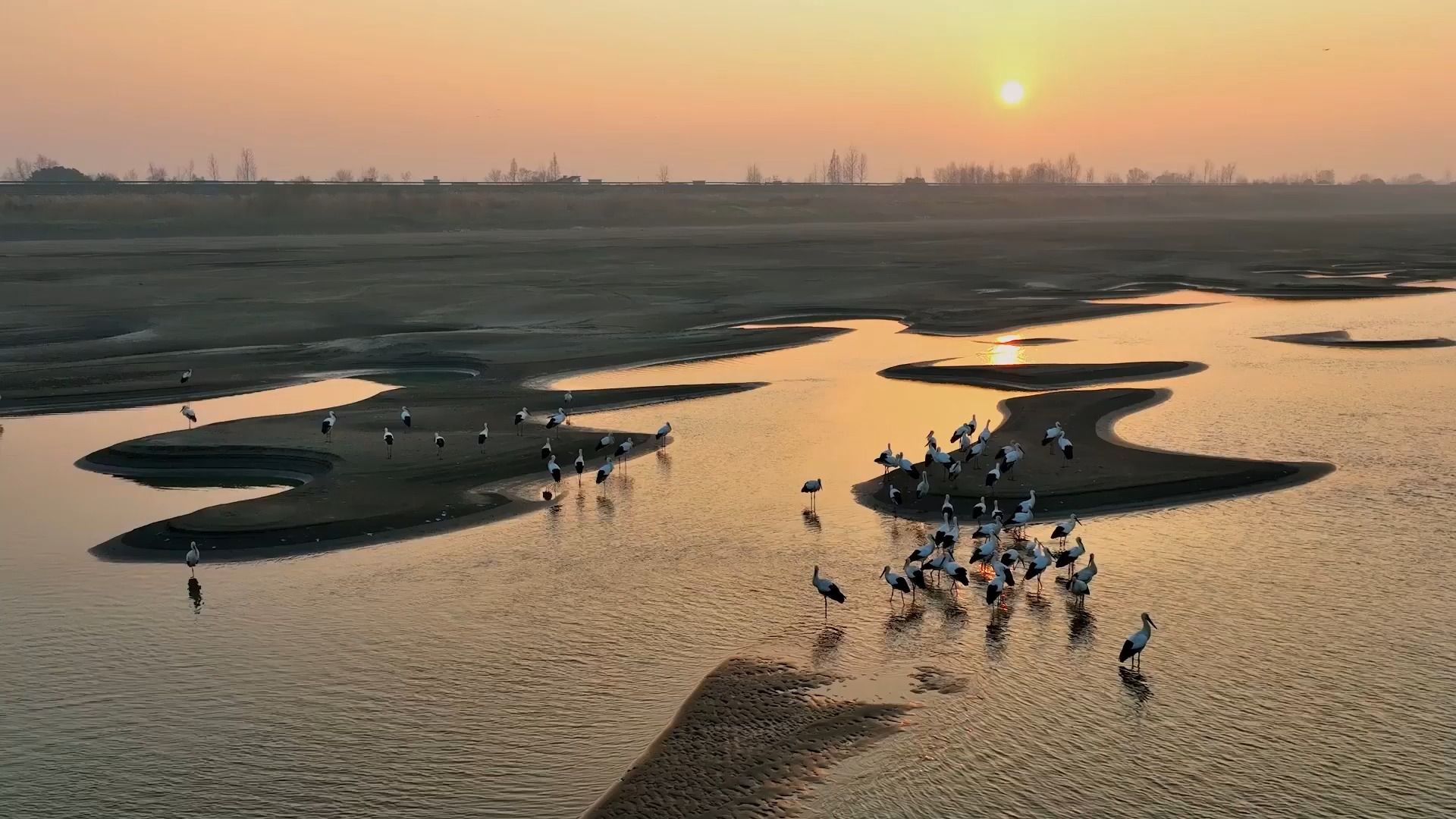 500多只东方白鹳现身长江沙洲