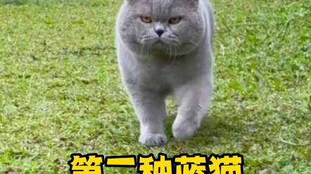 新手入门级养猫指南哔哩哔哩bilibili