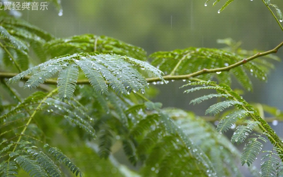 模擬大自然下雨聲音的音樂③治癒系,沖洗萬物,沖洗內心