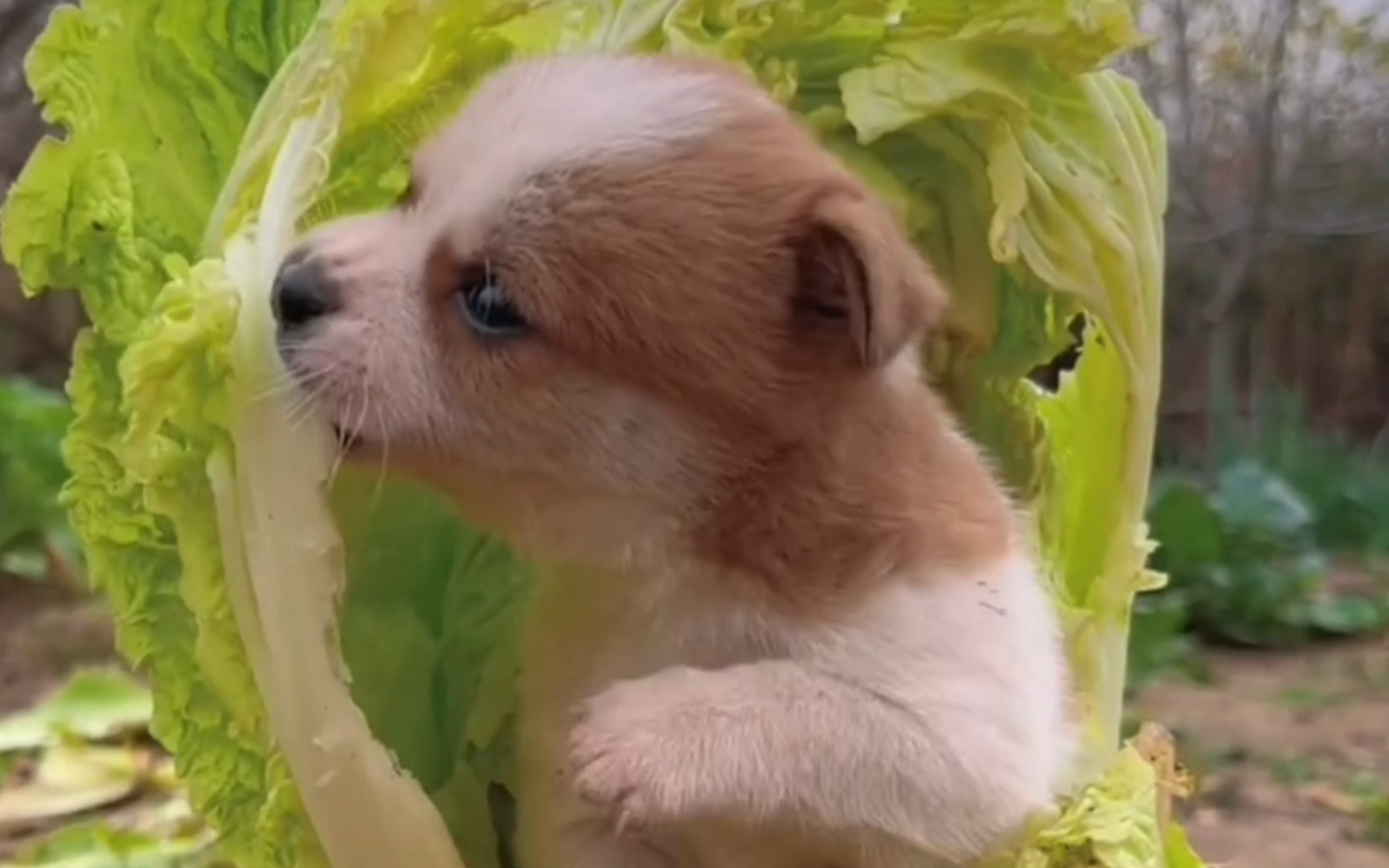 吃白菜的狗=菜狗(00 v 09m)