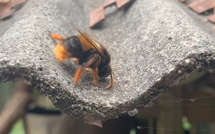 毛蜂子:干哈么?干哈么?做甚戳我?