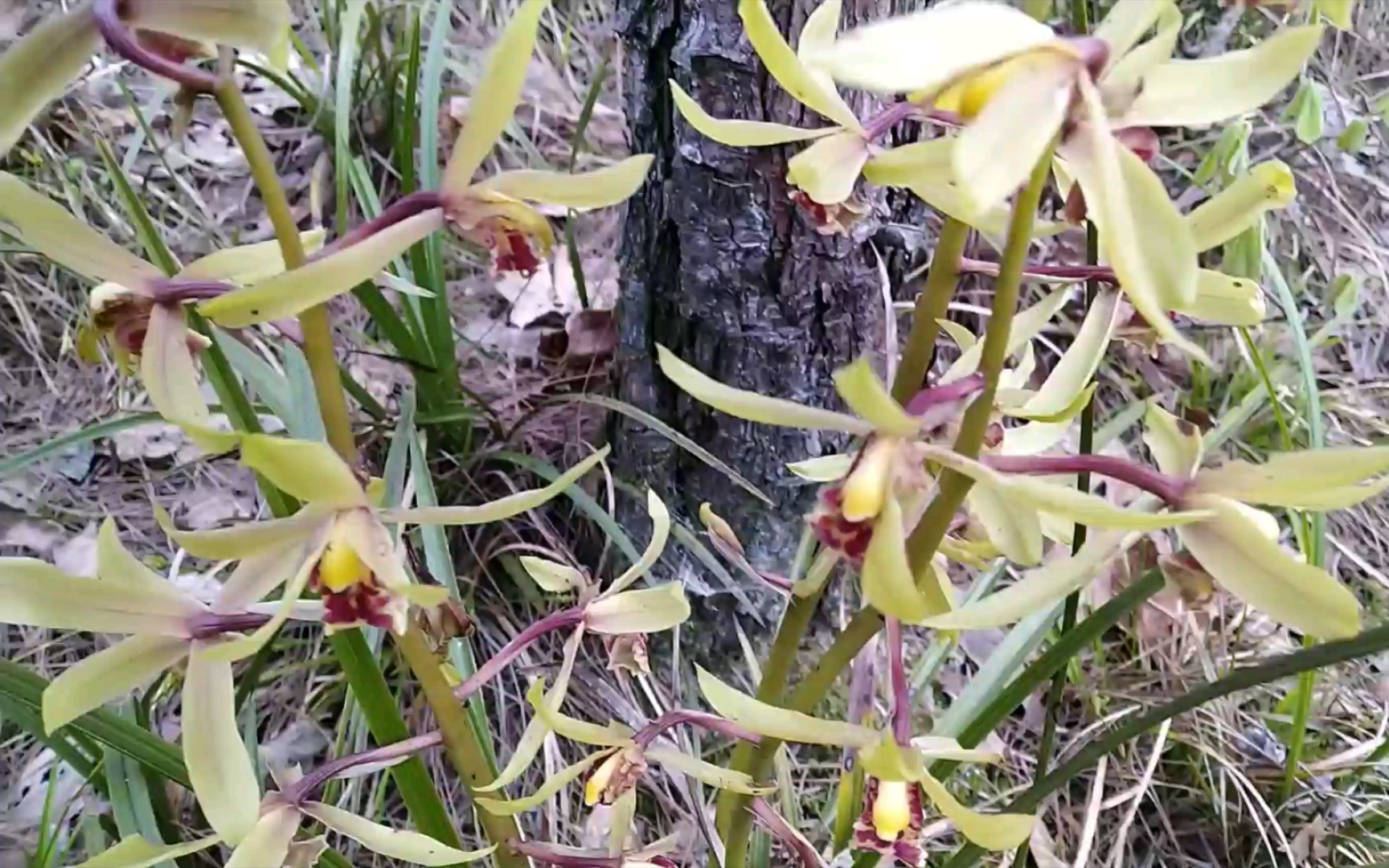 [图]春天的景象之兰草花