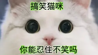 Download Video: 搞笑猫咪，你能忍住不笑吗