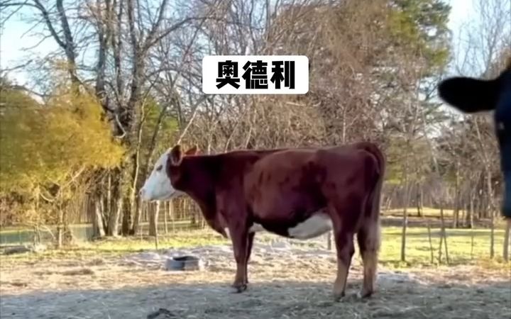 牛可以听懂自己的名字吗?哔哩哔哩bilibili